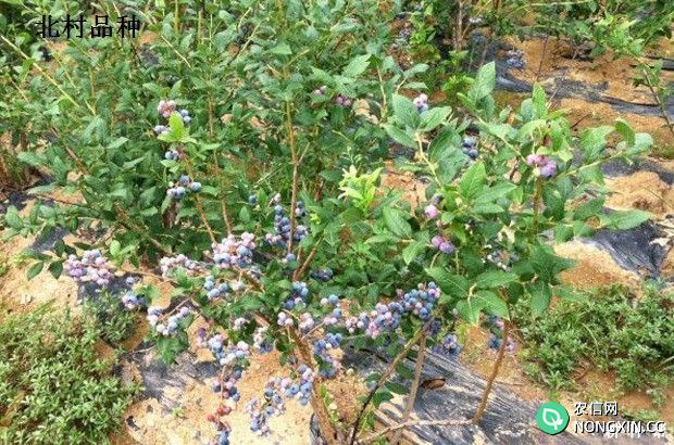 半高丛蓝莓品种哪个品种好