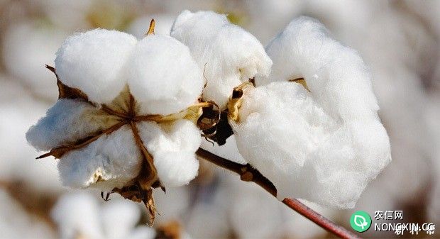 中国的棉花主要生产地在哪