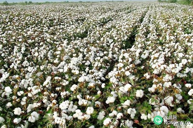 中国的棉花主要生产地在哪