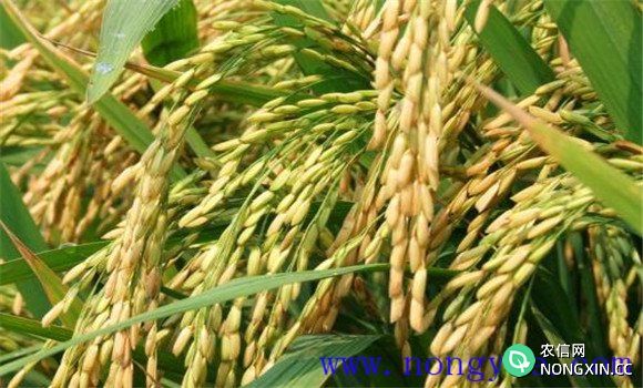 实现水稻高产栽培的注意事项