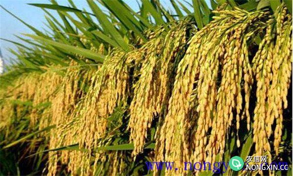 水稻种植如何能高产