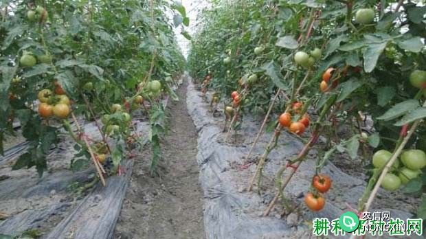 西红柿施肥需要注意什么