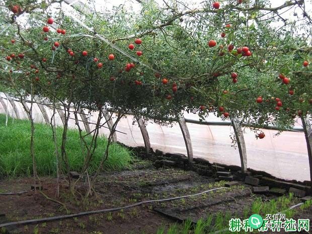 果树设施栽培的意义有哪些