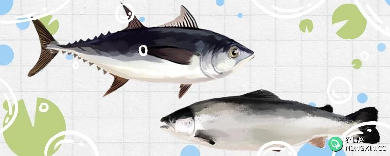 金枪鱼是三文鱼的一种吗，有什么区别