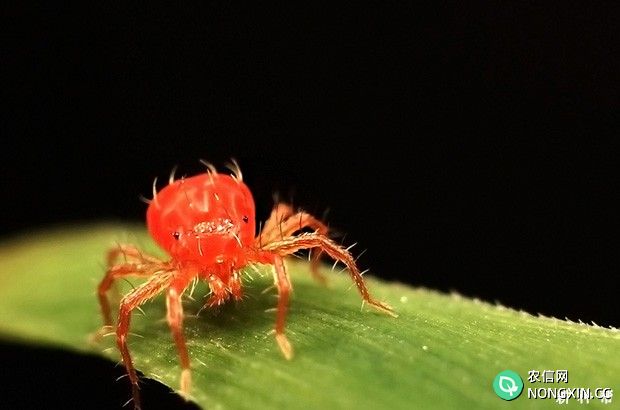 桃树红蜘蛛怎么防治附图片