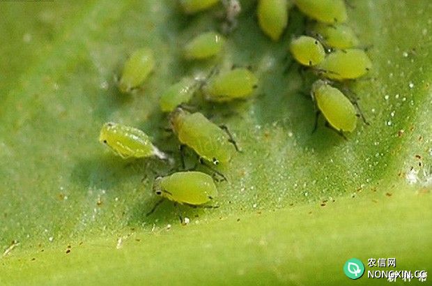 木瓜蚜虫如何防治附图片