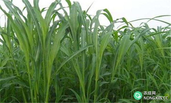 苏丹草种植技术和方法