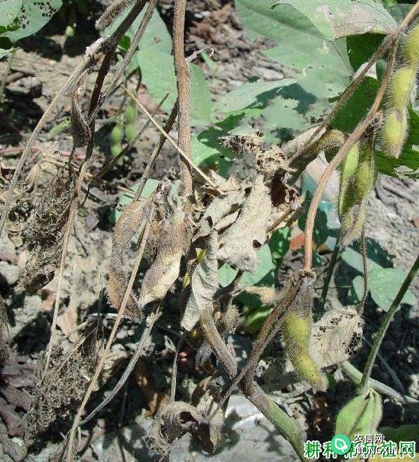 种植大豆如何防治大豆疫病