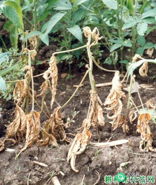 种植大豆如何防治大豆疫病