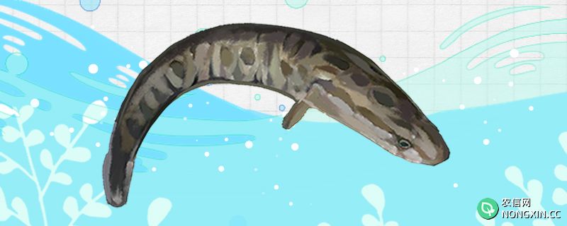 黑鱼会冬眠吗，冬眠多长时间