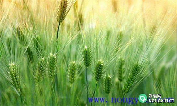大麦种植需要什么条件