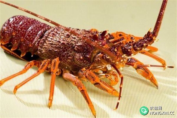 澳洲龙虾养殖技术要点