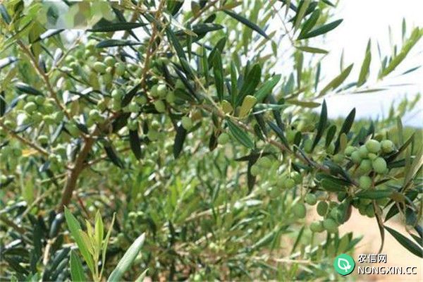 油橄榄种植的气候条件
