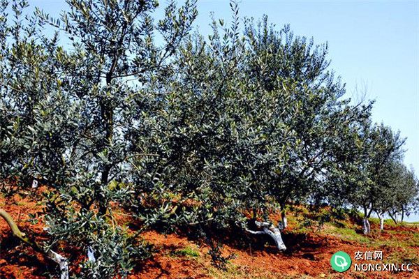 油橄榄的栽培管理