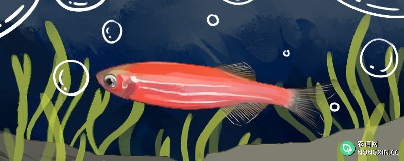 鱼身上有红斑像出血了是怎么回事，鱼身上有红斑用什么药