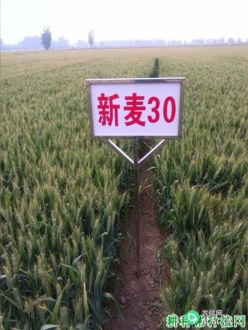 新麦30小麦品种好不好