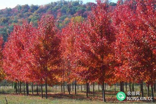 彩叶树如何引种？