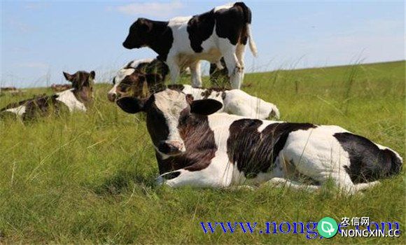 乳牛饲养与管理技术要点