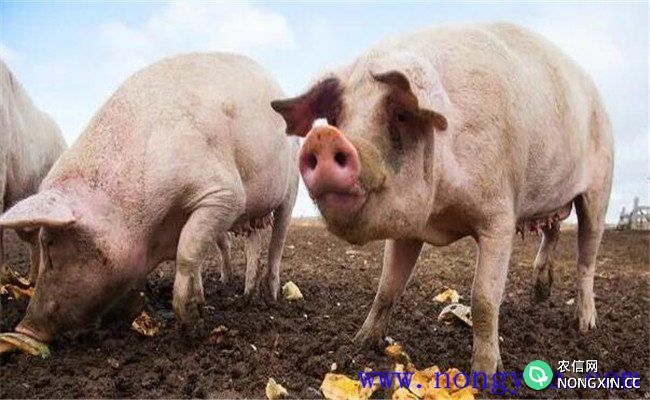 种猪的饲养管理需注意的几点