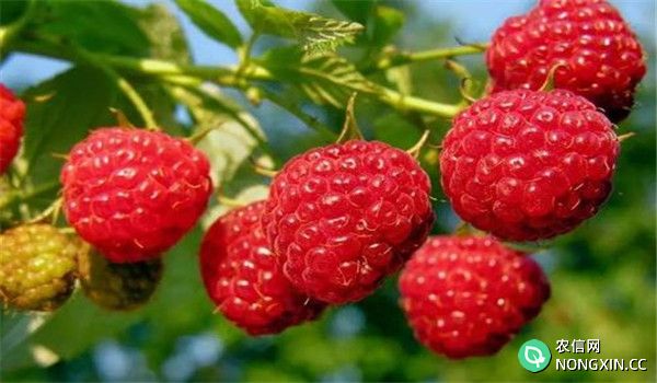 树莓的品种选择
