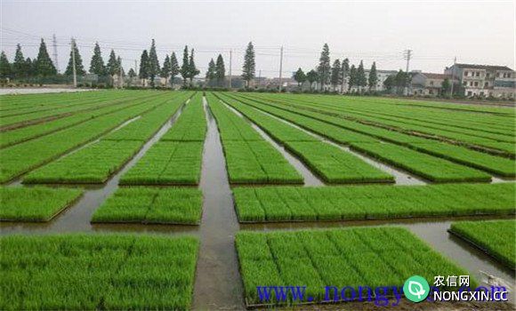 水稻育苗方式有几种