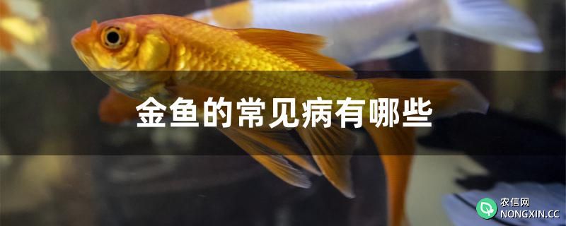 金鱼的常见病有哪些