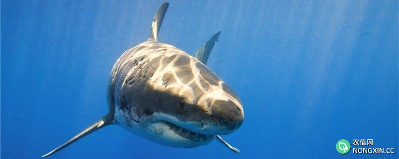 鲨鱼有多少牙齿，有几排牙齿