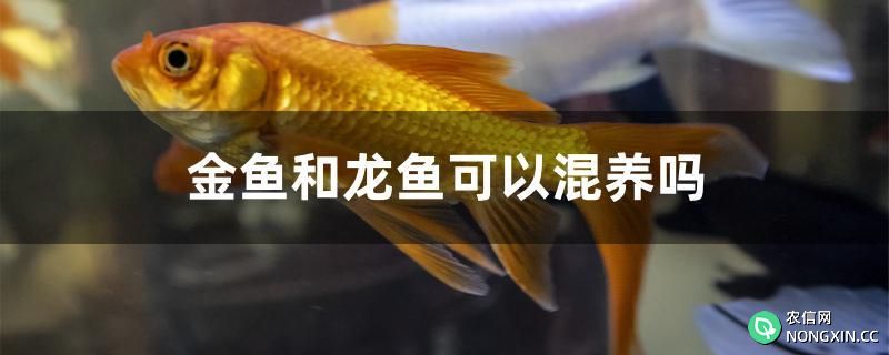 金鱼和龙鱼可以混养吗