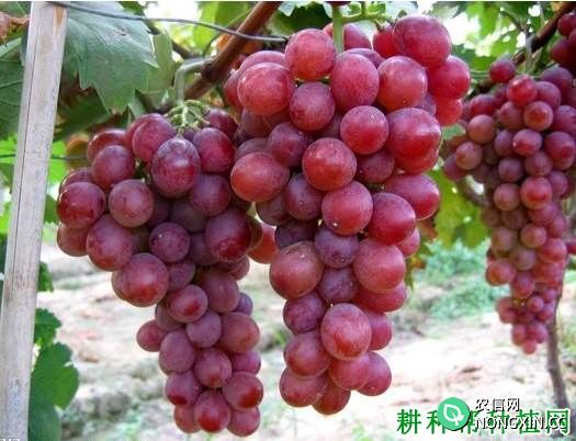 无核早红葡萄品种好不好 种植无核早红葡萄需要注意什么