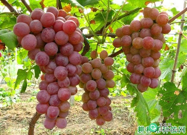 无核早红葡萄品种好不好 种植无核早红葡萄需要注意什么