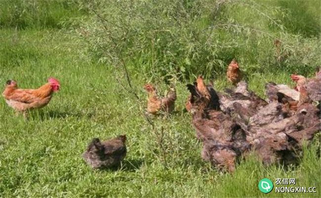 柴鸡养殖注意事项