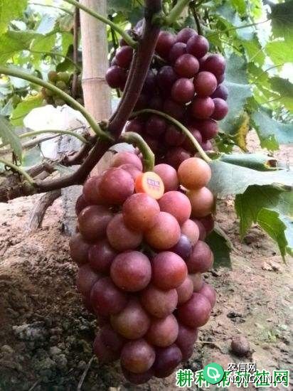 伊豆锦葡萄品种好不好 种植伊豆锦葡萄需要注意什么