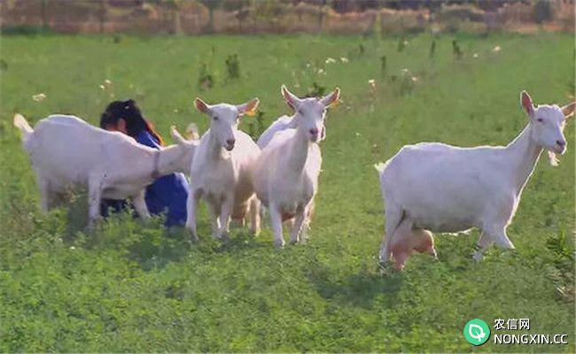 奶山羊高效益饲养技术之营养配给标准