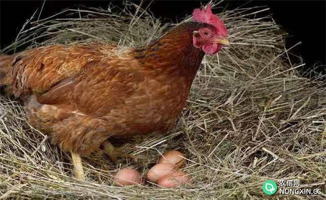 怎样让母鸡醒抱种母鸡抱窝催醒方法
