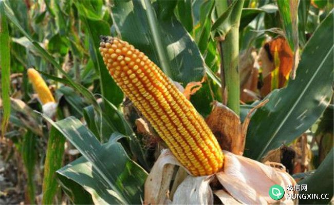 玉米成熟的标准是什么