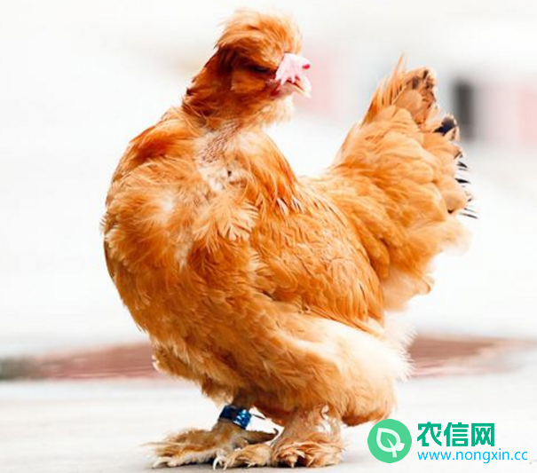 北京油鸡简介，慈禧钟爱的“中华宫廷黄鸡”(图2)