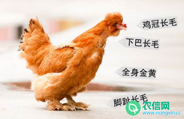 北京油鸡简介，慈禧钟爱的“中华宫廷黄鸡”(图1)