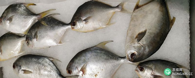 金鲳鱼多少钱一斤，金鲳鱼和银鲳鱼有什么区别
