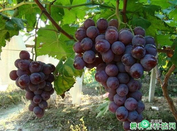 莎加蜜葡萄品种好不好 种植莎加蜜葡萄需要注意什么