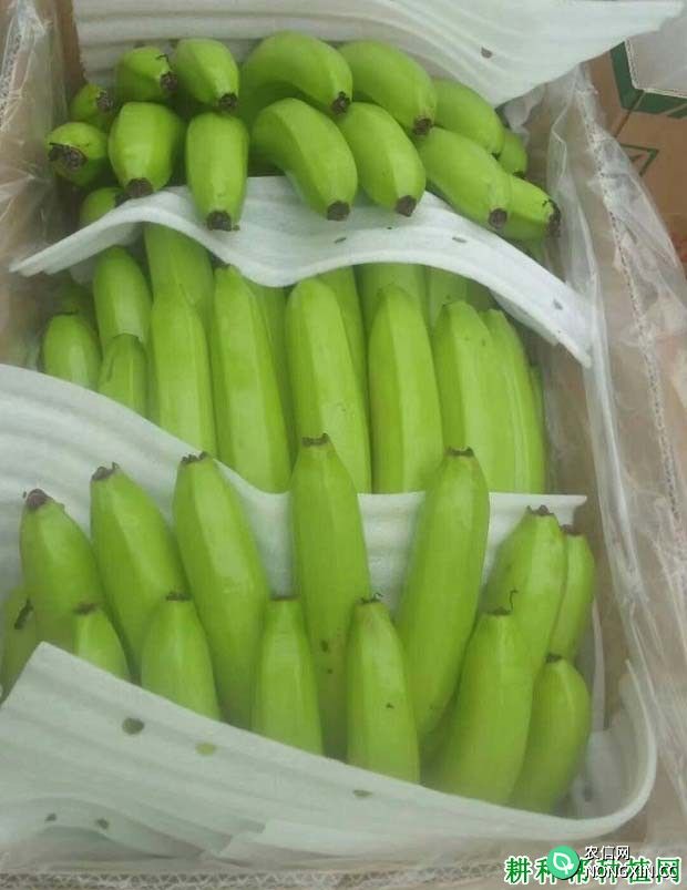 钙肥对香蕉生长起什么作用
