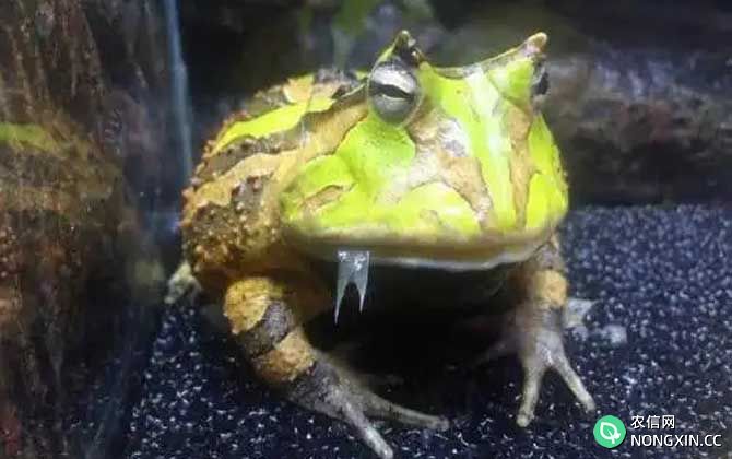 南美角蛙