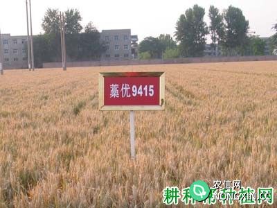 藁优9415小麦品种好不好