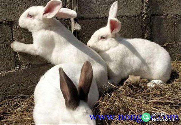 影响兔子肥育的主要因素