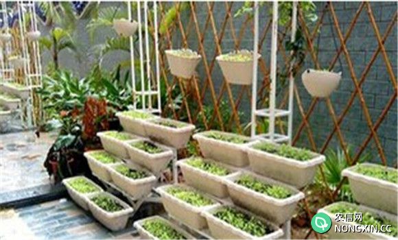 阳台菠菜的种植方法和技术