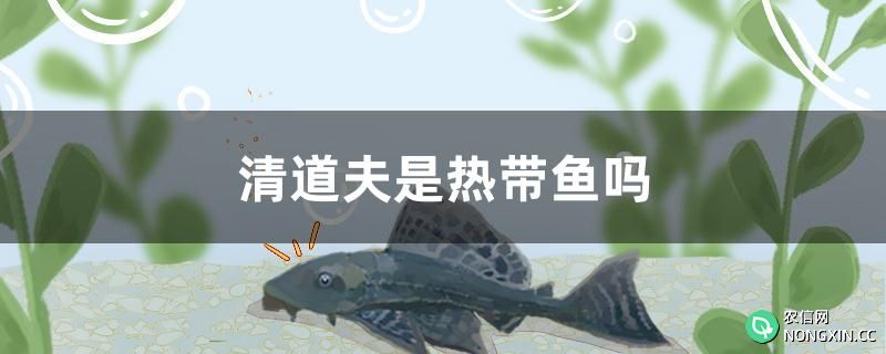 清道夫是热带鱼吗