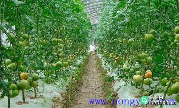 长江中下游区番茄播种时间