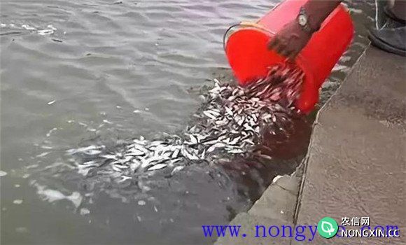 提高鱼种质量