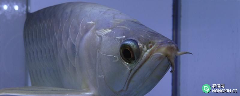 银龙鱼是淡水鱼还是咸水鱼，应该怎么养
