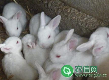 春季养兔饲养与卫生管理三大要点