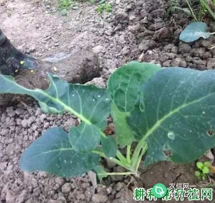 种植花椰菜（花菜、菜花）如何施肥